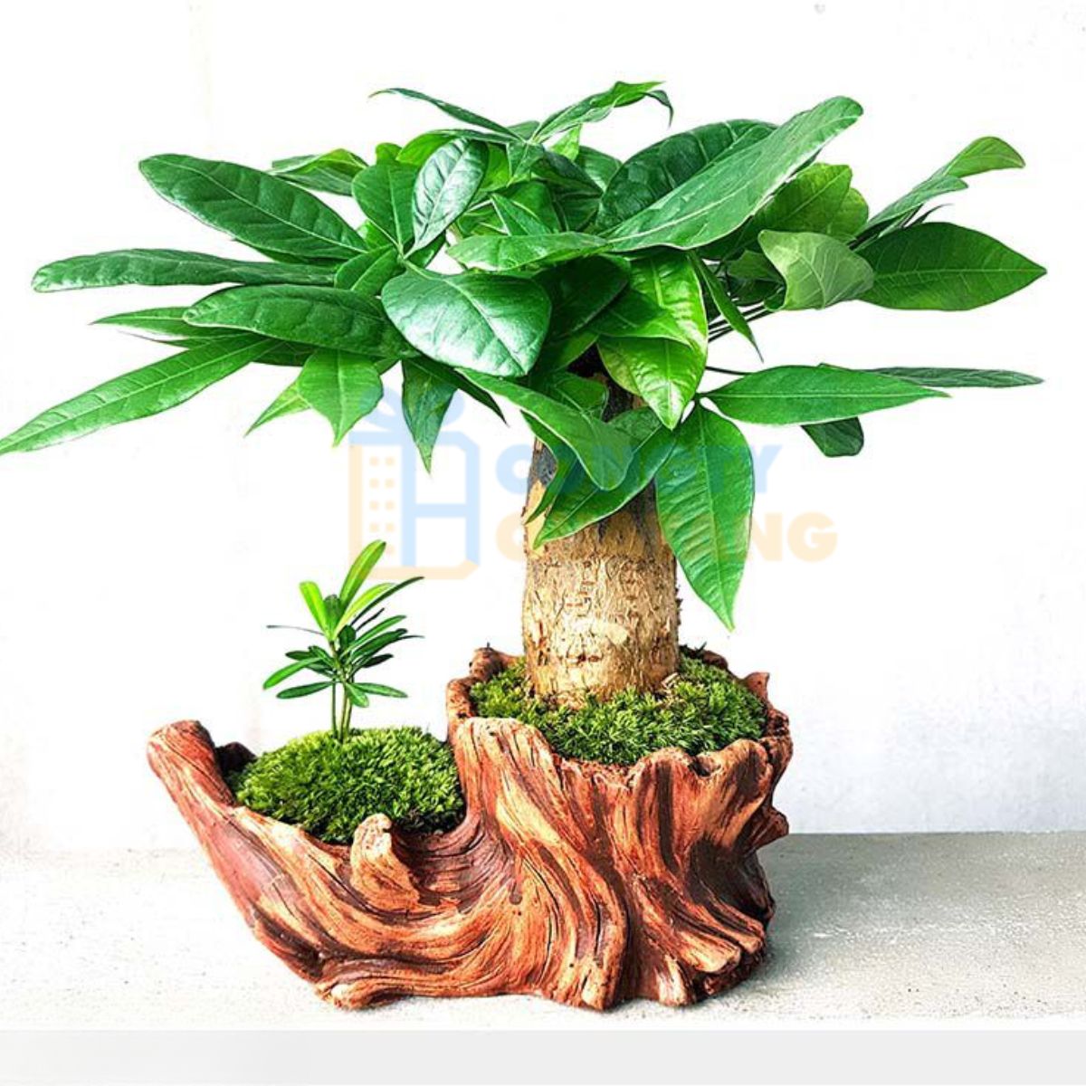Chậu cây cảnh để bàn làm việc 