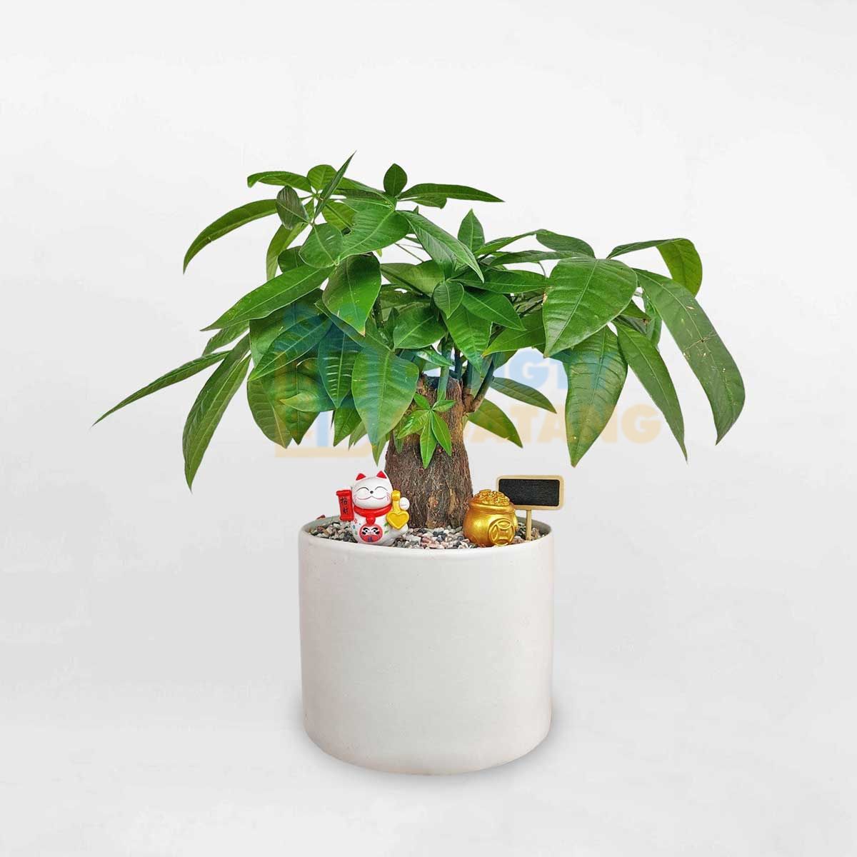 Chậu cây cảnh để bàn làm việc 