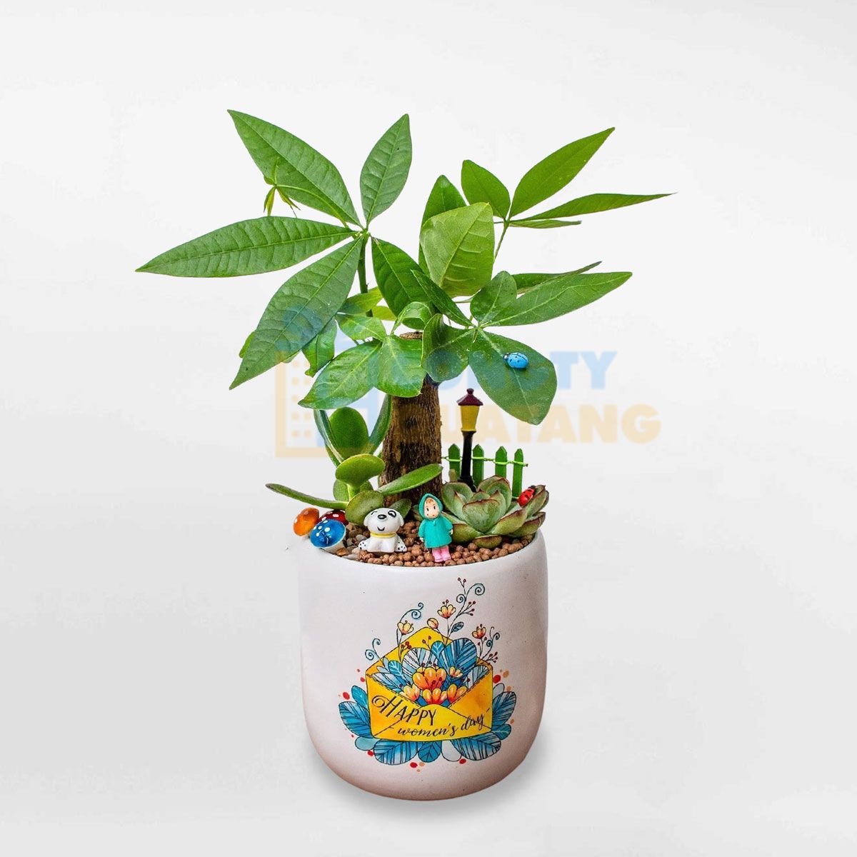 Chậu cây cảnh mini để bàn làm việc