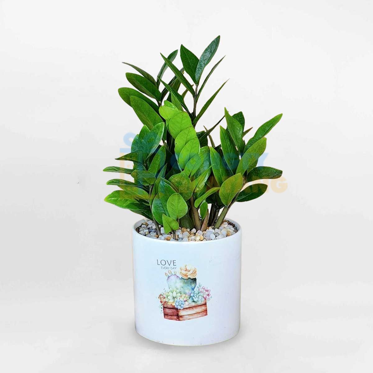 Chậu cây để bàn làm việc