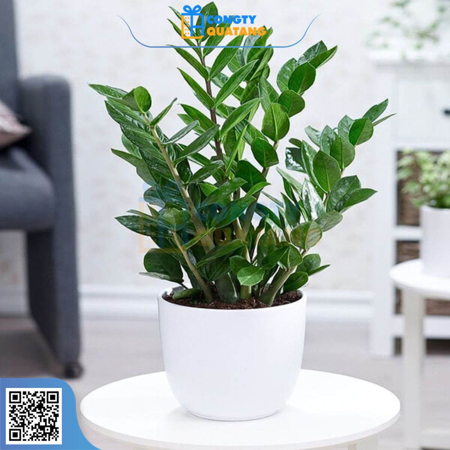 Chậu cây mini trang trí bàn làm việc