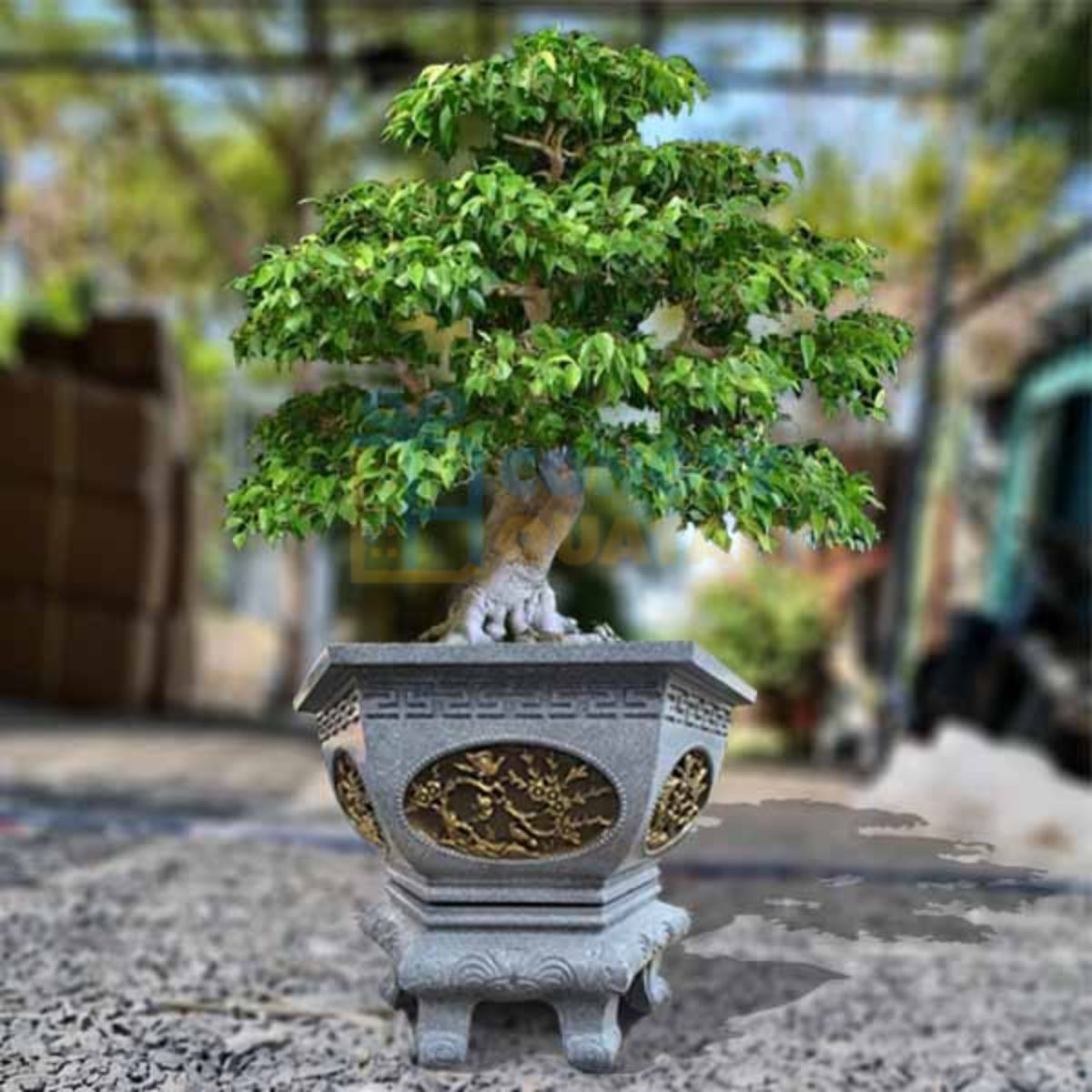 Chậu cây cảnh là quà tặng ý nghĩa nhân kỷ niệm ngày thành lập trường