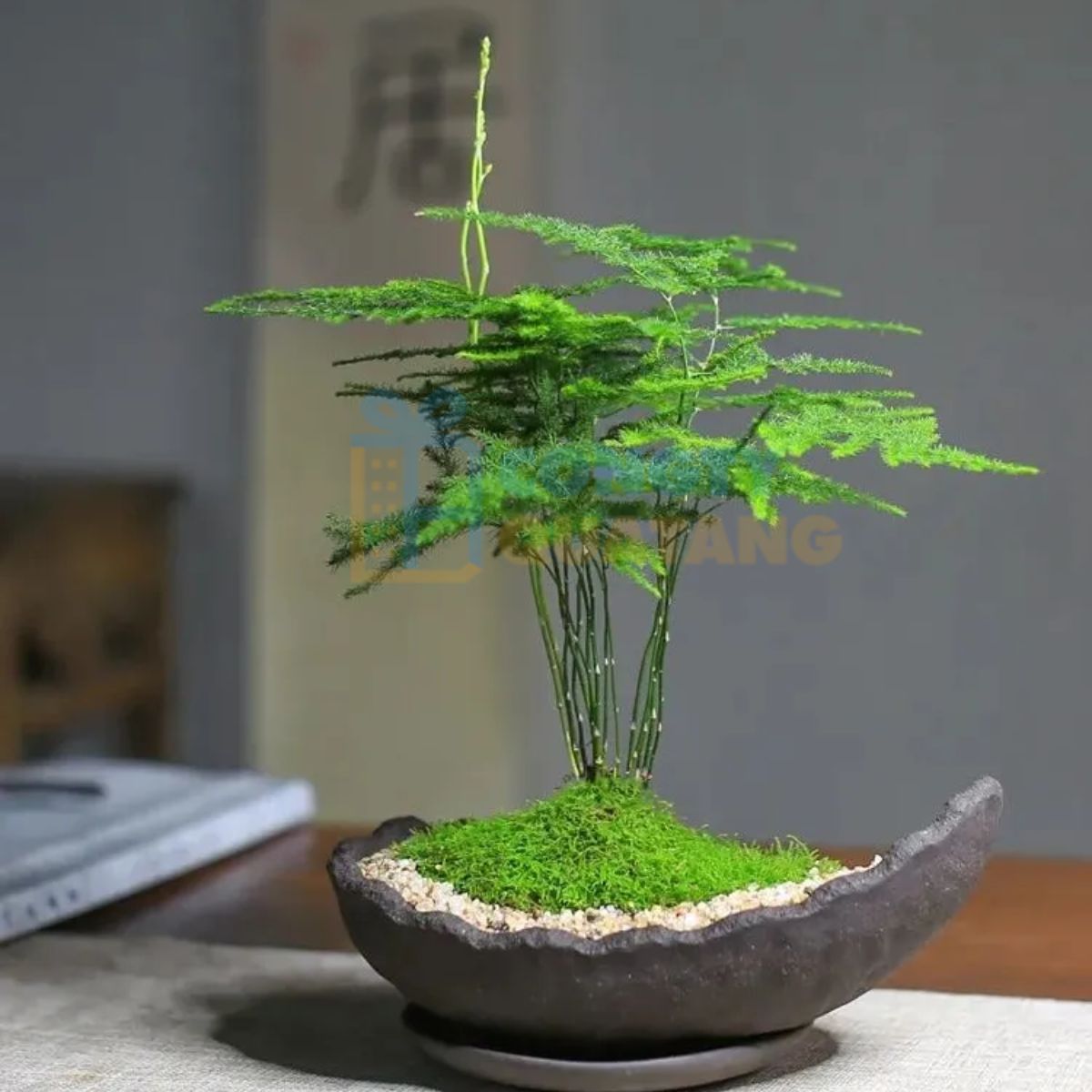 Chậu cây cảnh trang trí không gian sống