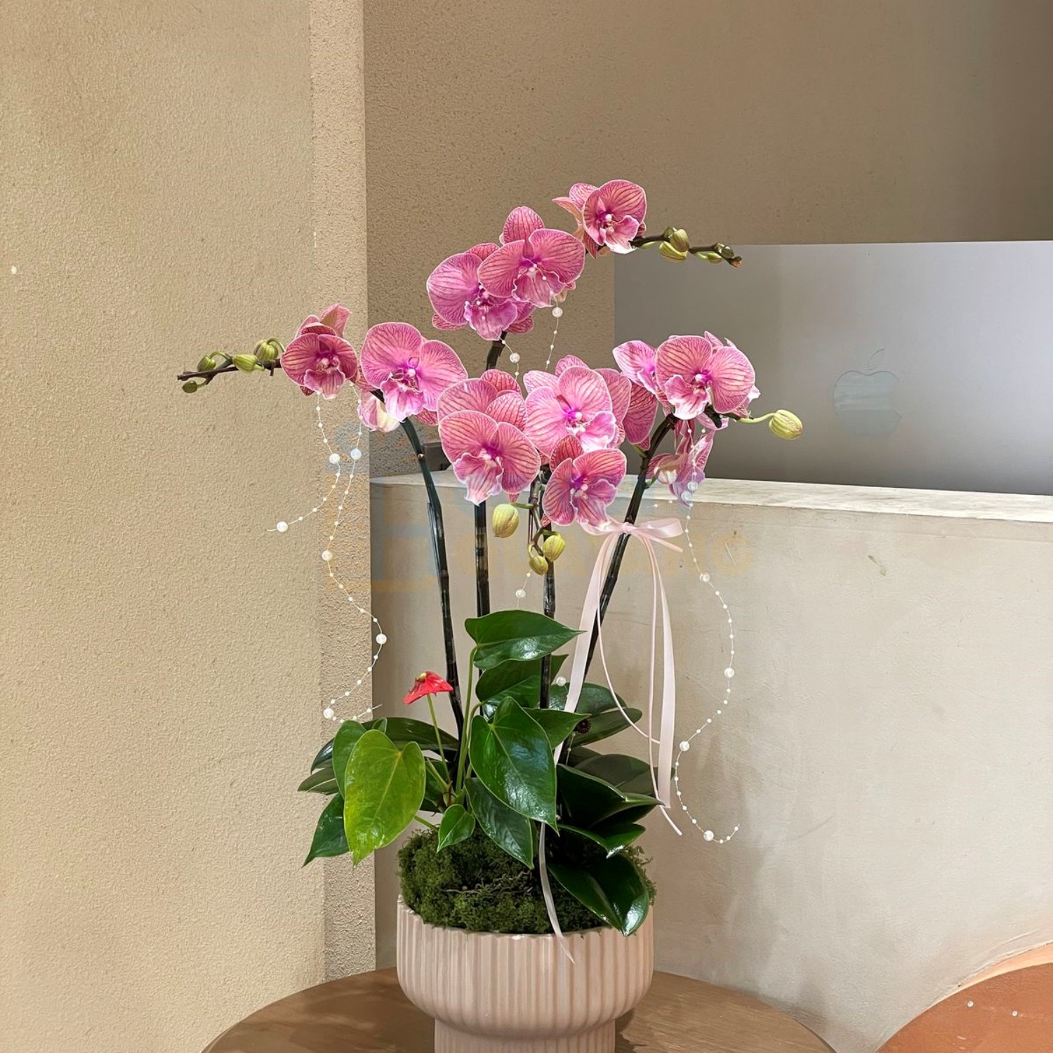 Chậu hoa thanh lịch mang ý nghĩa thịnh vượng, thành công và phù hợp không gian văn phòng sang trọng Chậu hoa thanh lịch mang ý nghĩa thịnh vượng, thành công và phù hợp không gian văn phòng sang trọng
